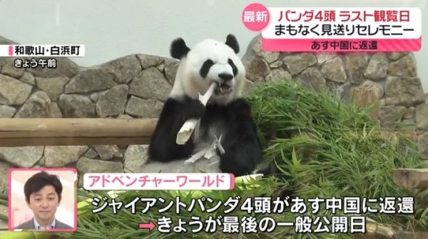 七星策略 4只旅日大熊猫回国，日本民众泪别